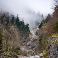 Лес :: Валерий Т