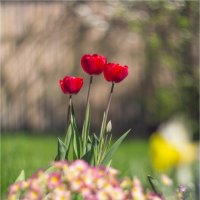 красные тюльпаны :: Анастасия Северюхина