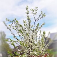 Тёрн цветёт. :: Светлана Кузнецова