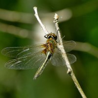 из вчерашней съемки 5 :: Александр Прокудин