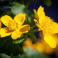 Калужница. :: Alexandr Gunin Калужница. :: Alexandr Gunin