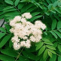 Цветёт рябина :: Георгиевич 