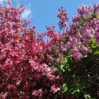 Яблоня и сирень :: Лидия Бусурина Яблоня и сирень :: Лидия Бусурина