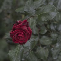 Начали цвести мои розочки :: Светлана Тихонина
