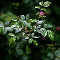 ... :: Вадим Федотов ... :: Вадим Федотов