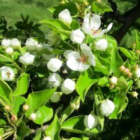 Груша зацвела. :: Ольга Довженко Груша зацвела. :: Ольга Довженко