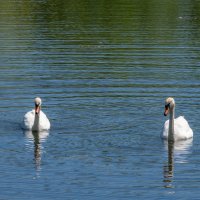Лебеди :: Игорь Сикорский