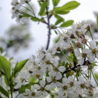 Вишневый цвет :: Андрей Щетинин