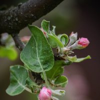 Зарождение плодов :: Андрей Шейко