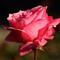 Доброе утро ! С днём роз! :: Юрий. Шмаков