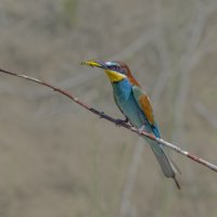 золотистые щурки :: юрий макаров золотистые щурки :: юрий макаров