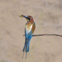 золотистые щурки :: юрий макаров золотистые щурки :: юрий макаров