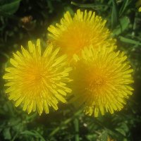 Солнышки :: Елена Семигина Солнышки :: Елена Семигина