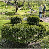 Кустик - лягушка. :: Валерия Комова