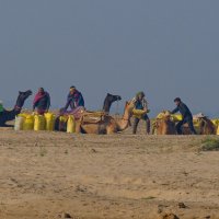 Отдых верблюдов у реки Чамбал :: Георгий А Отдых верблюдов у реки Чамбал :: Георгий А