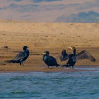 Чёрные бакланы :: Георгий А Чёрные бакланы :: Георгий А