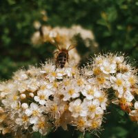 Весна :: Любовь Иванова