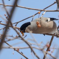 Самое вкусное яблочко. :: Виктор Иванович Чернюк