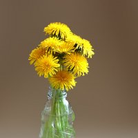 Скромный майский букетик :: Светлана 