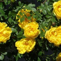 Скоро лето! :: Татьяна Смоляниченко