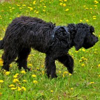 Гуляем по одуванчикам :: Светлана 