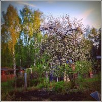 папина яблонька :: Любовь папина яблонька :: Любовь