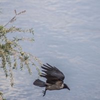 Взлетающая птица & погрязшая в раздумьях, изящная Тираспольская Ива :: Коля Лукашов