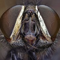 . :: Игорь Осипов . :: Игорь Осипов