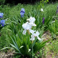 Ирисы :: Нина Бутко