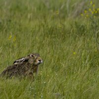 *** :: Валерий Черняк