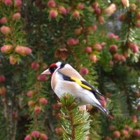 Черноголовый щегол :: Владислав Иопек