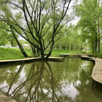 Утиный пруд :: Татьяна 