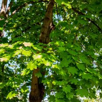 Клен :: Светлана SvetNika17 Клен :: Светлана SvetNika17