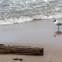 Балтика :: Дмитрий 