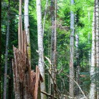 Биосферный заповедник Гузерипль :: Виктор Скаков