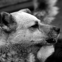 Сторож :: Юрий. Шмаков Сторож :: Юрий. Шмаков