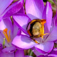 Извините, что я к вам задом... :: Александр Чеботарь