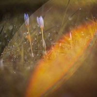 Осеннее пробуждение. :: Анатолий Щербак