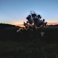 чертополох :: Андрей Петренко