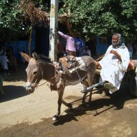 Гоночный ослик. :: unix (Илья Утропов)