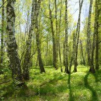 В березовой роще :: Галина Кан