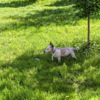 Кого-то учуял :: Валерий Иванович Кого-то учуял :: Валерий Иванович