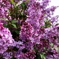 Цветение сирени :: Любовь Сахарова