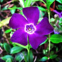 Барвинок :: Людмила Смородинская