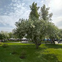 Цветущий май :: Валентина Богатко 