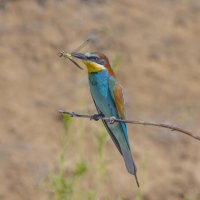 золотистые щурки :: юрий макаров