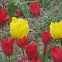 Два жёлтых среди красных :: Дмитрий Никитин