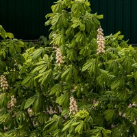 У нас, только зацвёл каштан. :: Петр Беляков У нас, только зацвёл каштан. :: Петр Беляков