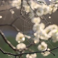 Этюды мая... :: Галина Ильясова