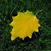 . :: Александр Хоменко